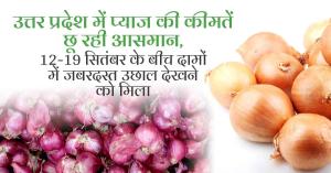 Onion mandi bhav today: उत्तर प्रदेश में प्याज की कीमतें छू रही आसमान, 12-19 सितंबर के बीच दामों में जबरदस्त उछाल देखने को मिला